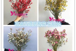 风蜡花束多少钱