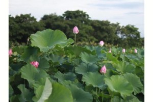 绿荷多少夕阳中