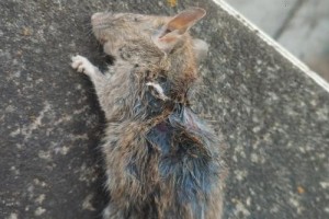 多少病猫餐死鼠