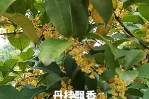 李清照种了多少花