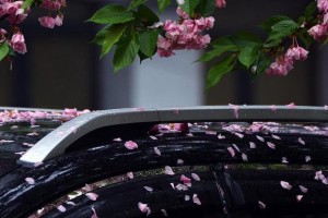 一夜风雨后花落知多少