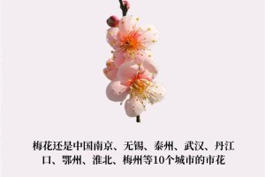 有多少个字形容梅花