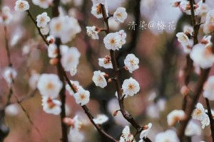 高兴泰梅花多少钱一尺