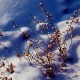 冬天的雨的现代诗（雨雪的现代诗）