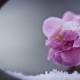 冰雪梅花诗词（冰雪梅诗词赏析）