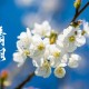 清明古诗梨花风起正清明（梨花 清明 诗词）