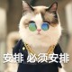 那些猫咪好养且忠诚（家养宠物猫哪种猫值得养）