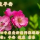 立夏至早安说说（最美早安短句集锦发朋友圈早安的句子）