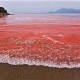 红海,白海,黄海,黑海,绿海分别在哪里（黄海红海白海黑海的海水颜色不同的原因）