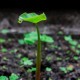 雨水节气诗词鉴赏（雨水节气的诗词歌赋）