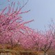 三年级学生作文桃花