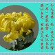 关于菊花的托物言志作文600字