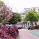 小学生作文 春天的校园