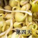 黄豆发芽观察日记的范文