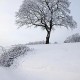 现代诗歌《雪》