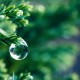 夏日雨后的优美诗词