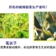 什么是植物生产类