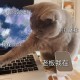 兼职猫做什么