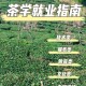 茶学就业怎么样