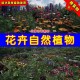 nature plants怎么样