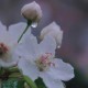 来声多少落知雨繁花叶