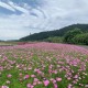 余杭花千里门票多少