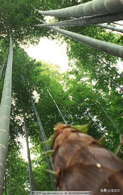 那片熟悉的竹林作文（小学生优秀作文：那片熟悉的竹林）