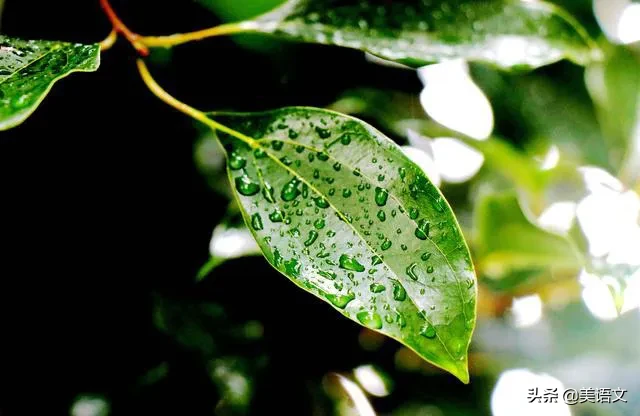 优秀习作–夏雨（小学生优秀作文：夏雨）