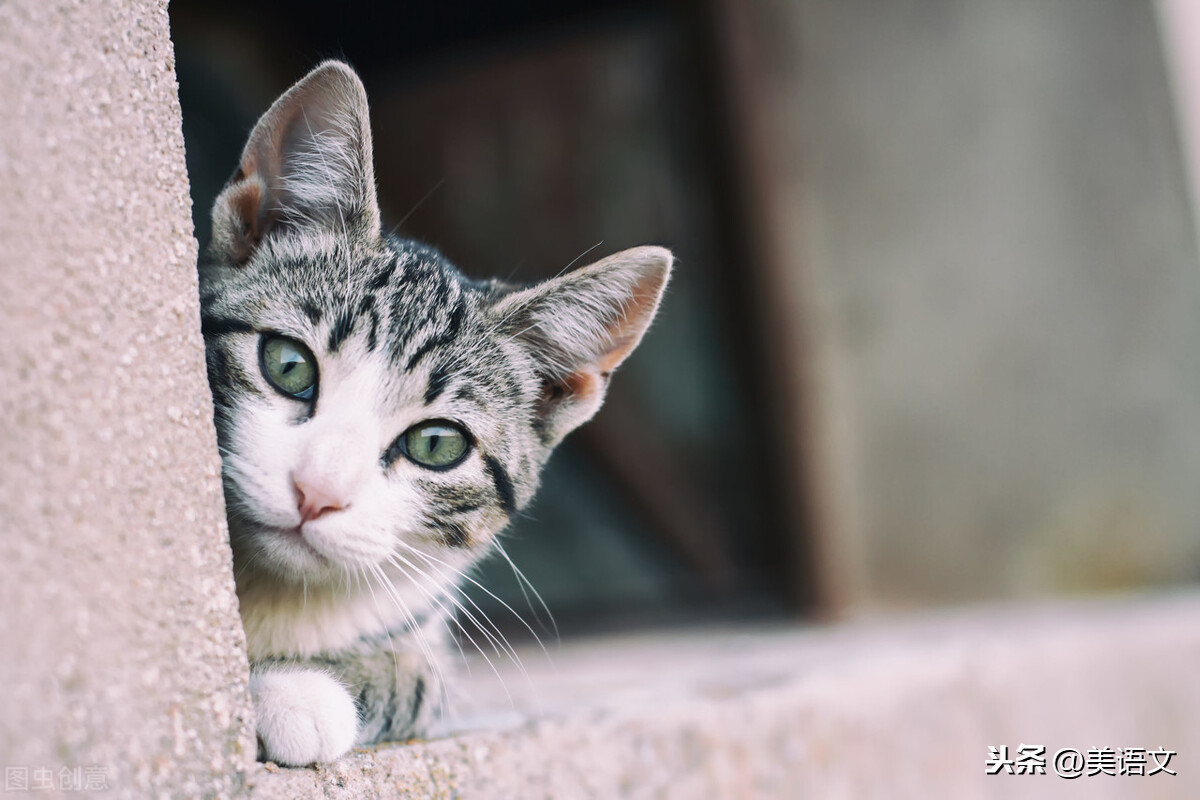 优秀作文流浪猫（小学三年级作文流浪猫）