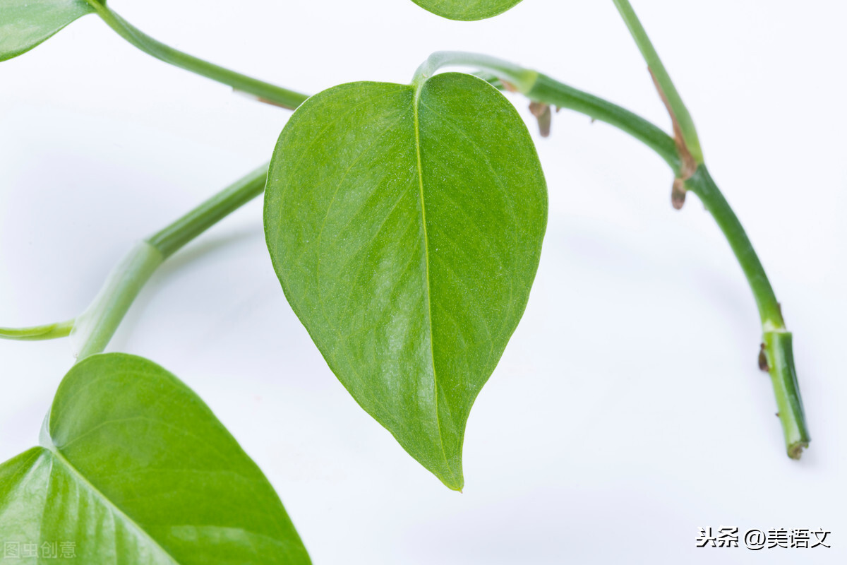 我的植物绿萝作文（我的植物绿萝怎么写）