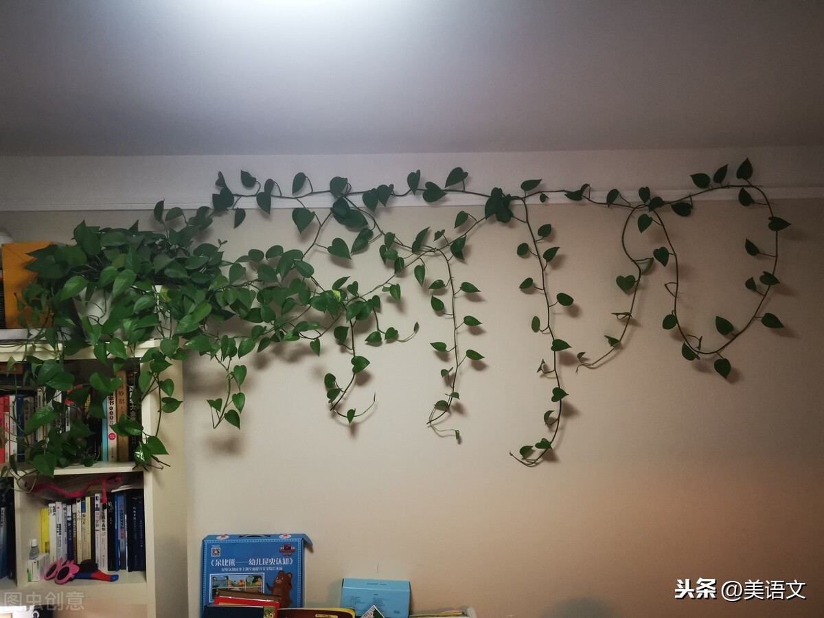 我的植物绿萝作文（我的植物绿萝怎么写）