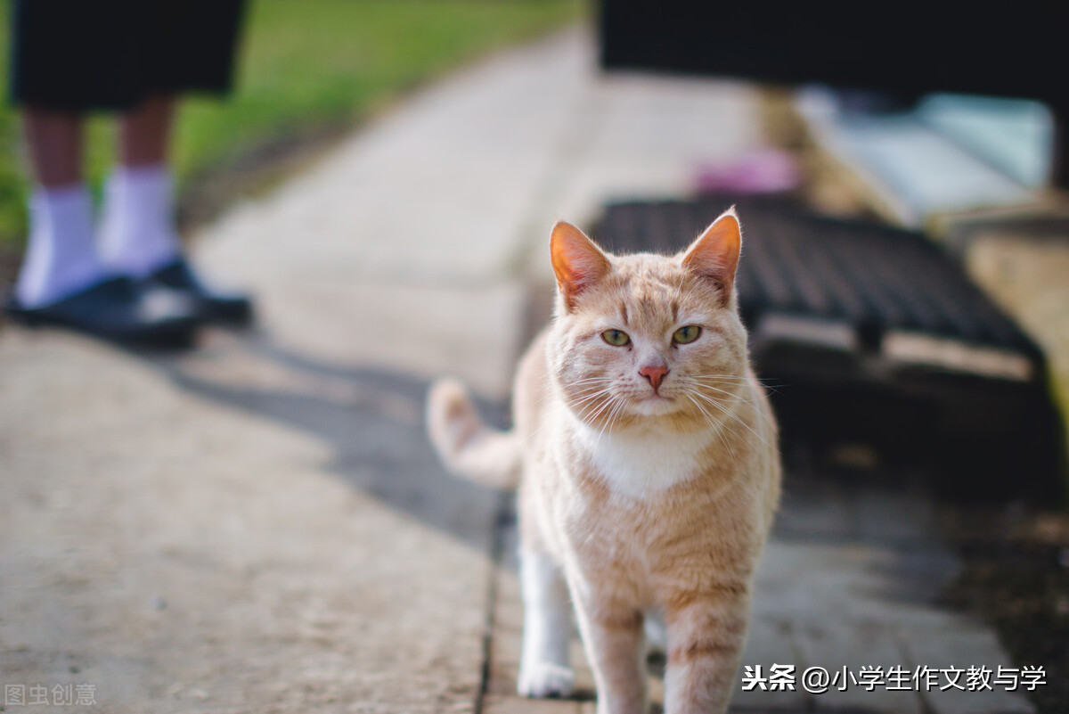 小学生优秀习作：猫中天使