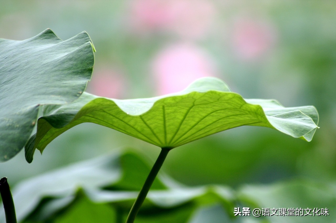 静静飘荡的小船，诉说着一个生命的故事