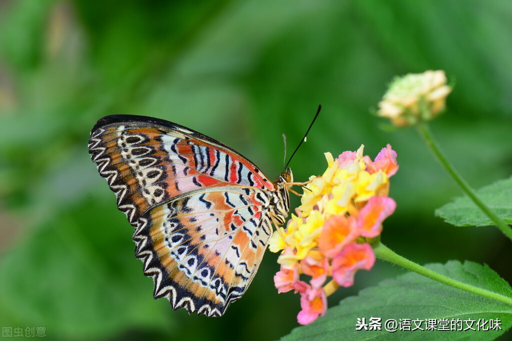 追蝴蝶的男孩