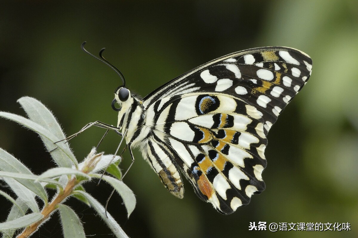 追蝴蝶的男孩