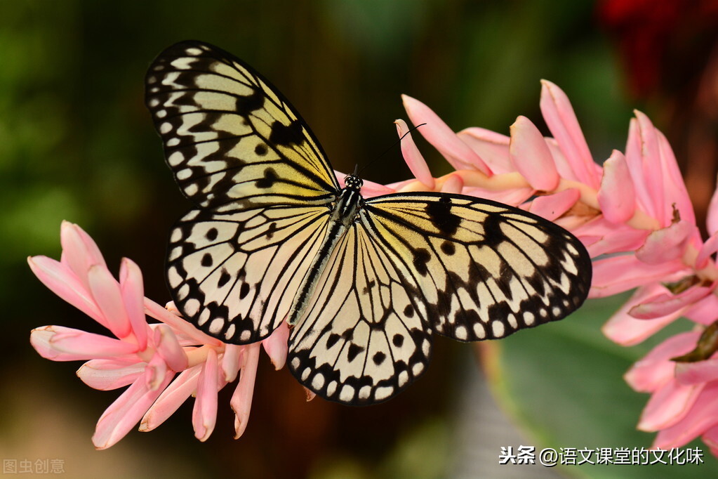 追蝴蝶的男孩