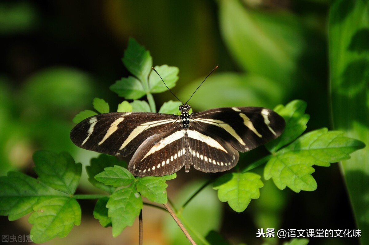 追蝴蝶的男孩