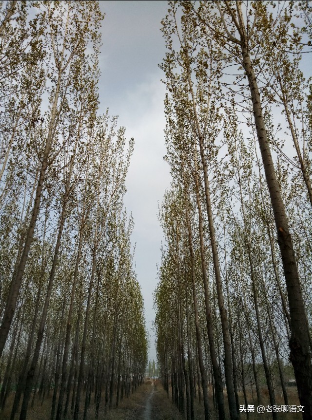 糖包馒头！糖包馒头！