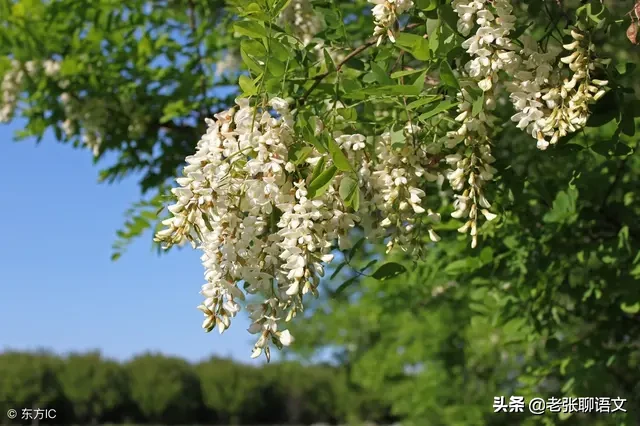 想 起 几 棵 树（散文）