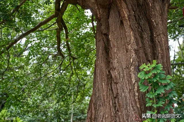 想 起 几 棵 树（散文）