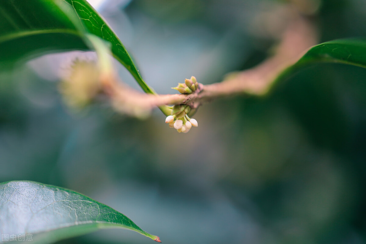 初中生感悟生命：《平花意》（初中优秀作文：平花意）