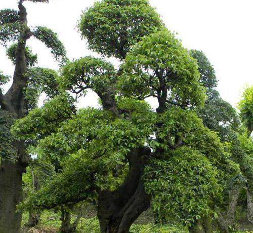 【散文】     故乡那棵大榆树