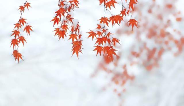 6首“小雪”古诗词告诉你美轮美奂的冬之韵、雪之情