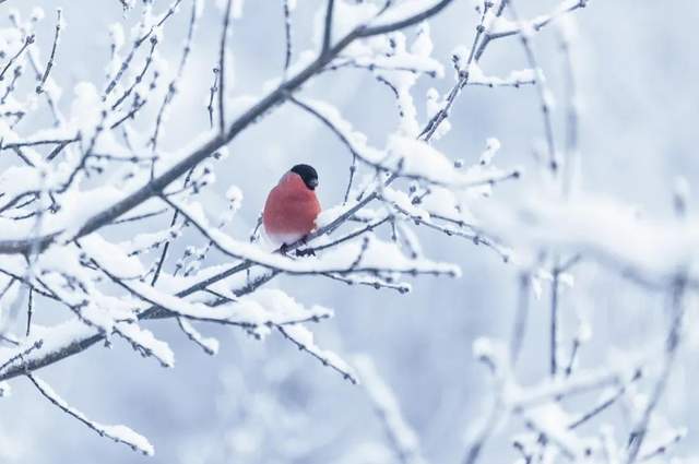 6首“小雪”古诗词告诉你美轮美奂的冬之韵、雪之情