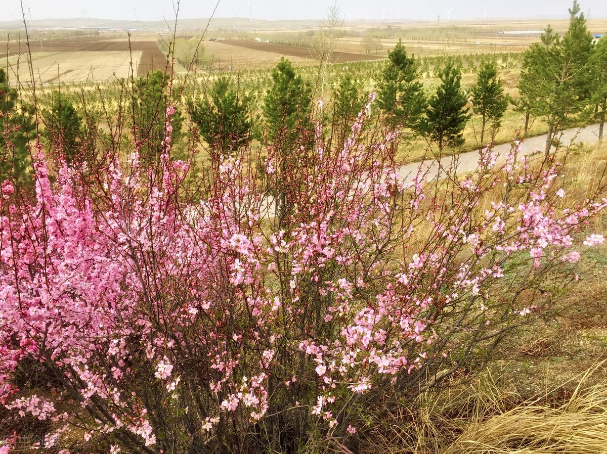 「格律诗词五首」牵牛花