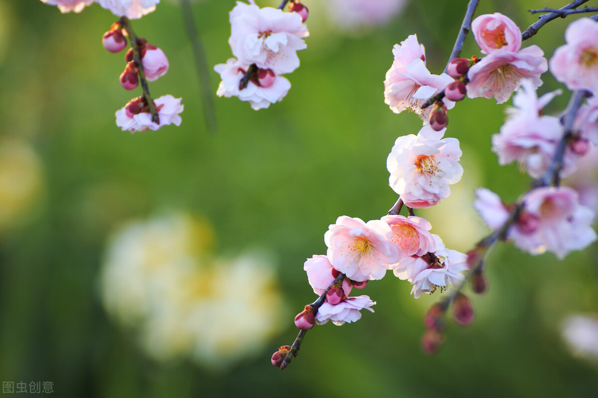 初中满分作文《生命如花》生命如花海，拼搏更精彩