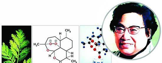 屠呦呦因为发现青蒿素而获得了诺贝尔奖（2015年诺贝尔奖获得者屠呦呦发现的青蒿素）
