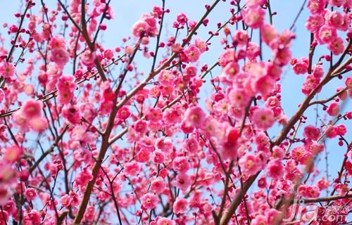 梅花的诗大全100首（梅花诗20首）