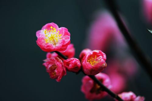 梅花的诗大全100首（梅花诗20首）