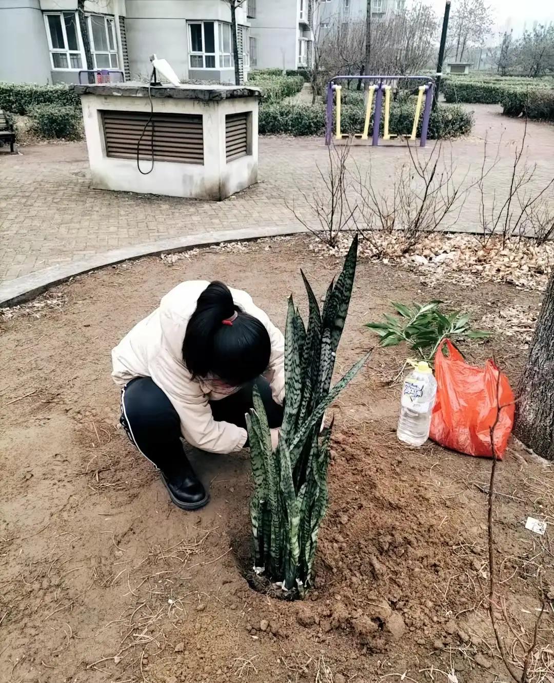 春风十里,不如植树有你演讲稿（春风十里,不如植树有你班会稿）